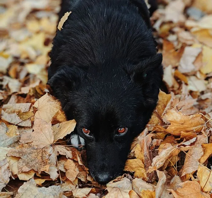 Schipperke