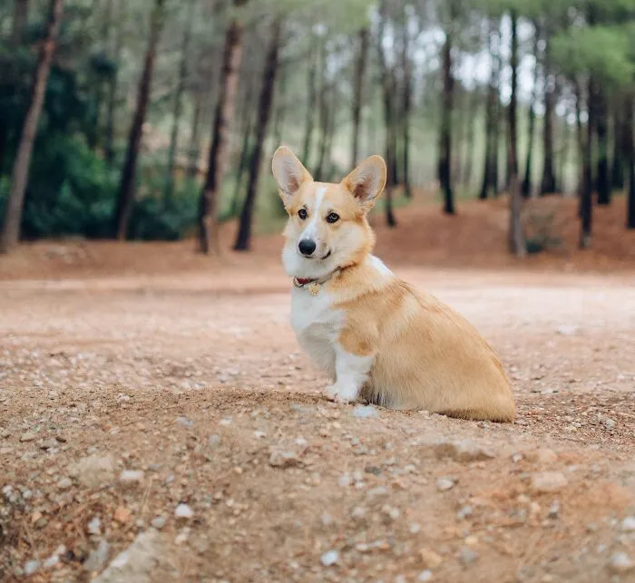 Cardigan Welsh Corgi