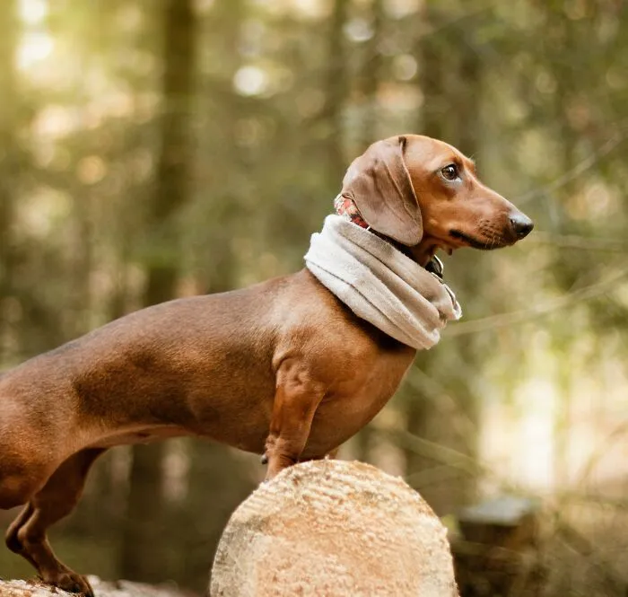 Dachshunds