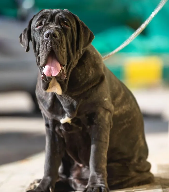 Mastiff sitting on the floor 