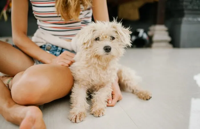 Miniature Poodle