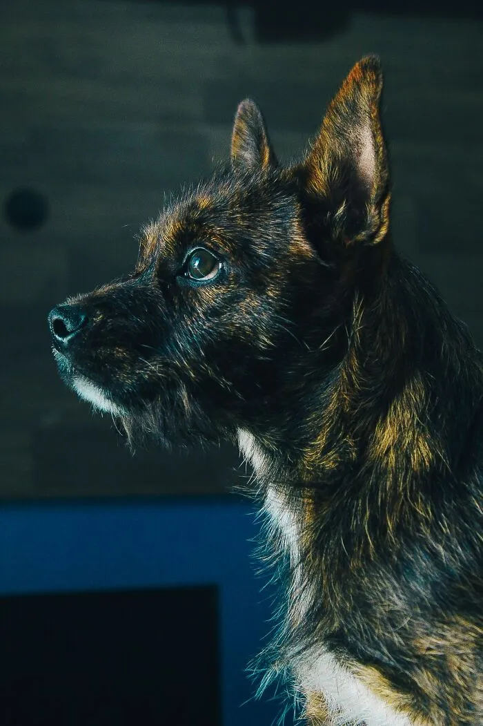 Cairn Terrier