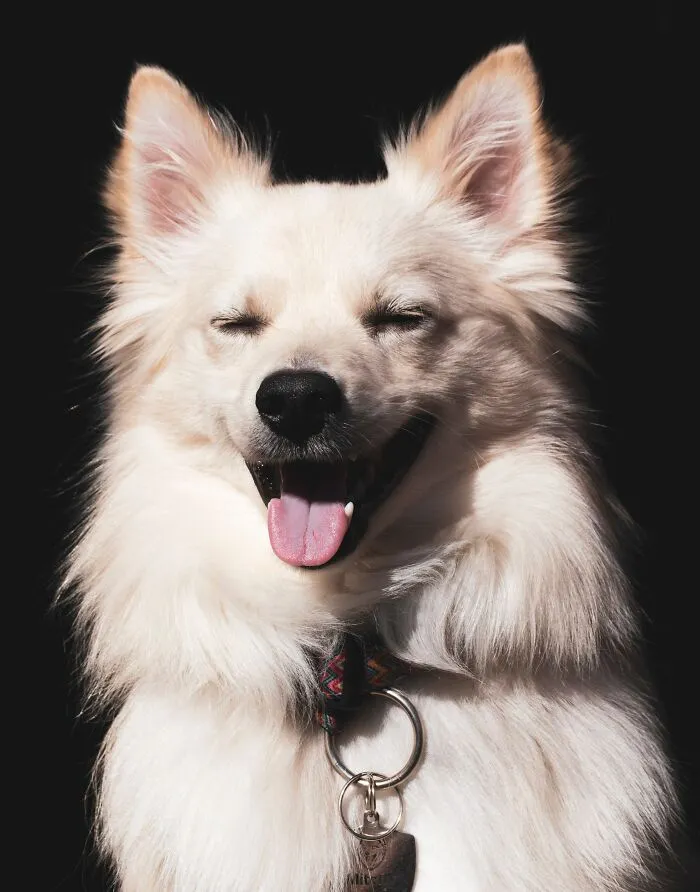 American Eskimo Dog