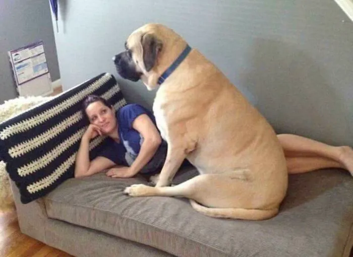 Because People Are Loving Big Wolves Today, Did You Know That Lazy House Dogs Can Be As Big As Wolves?