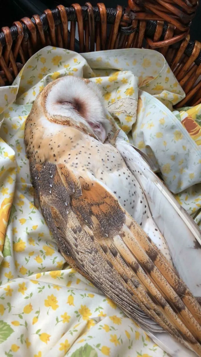 Esta mañana encontré una lechuza tirado en mi patio (no os preocupéis, lo llevé a un centro de rescate de animales salvajes)