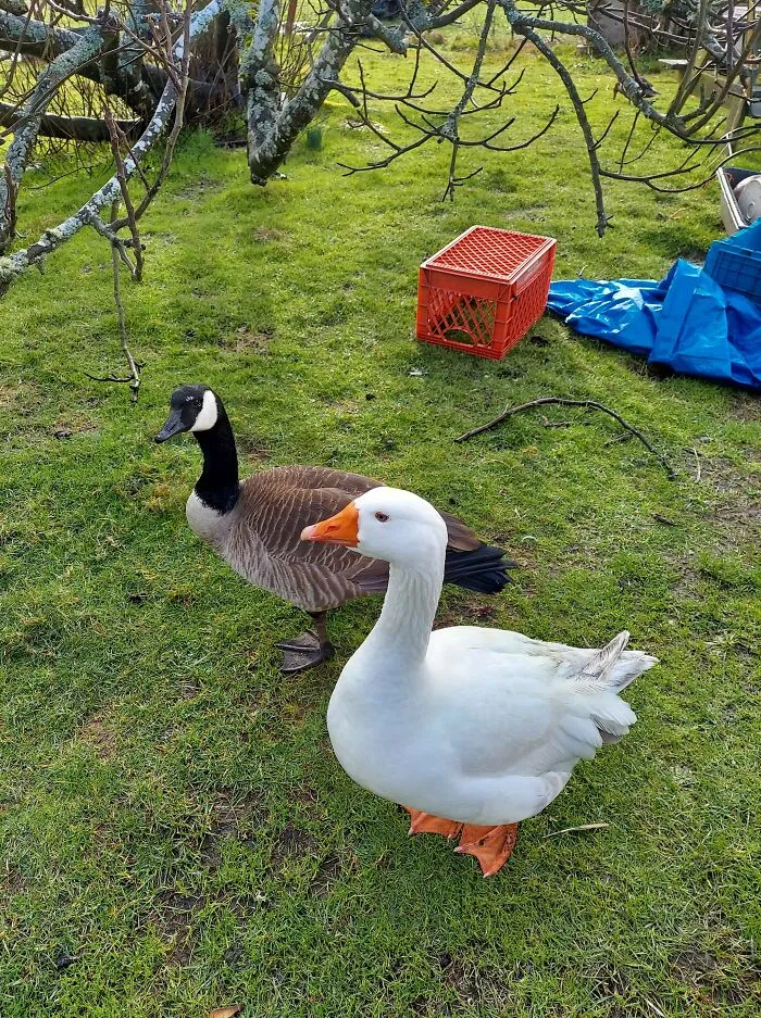 This Wild Goose Flew In And Became Friends With My Grandma's Farm Goose. He Hasn't Left In Over A Year