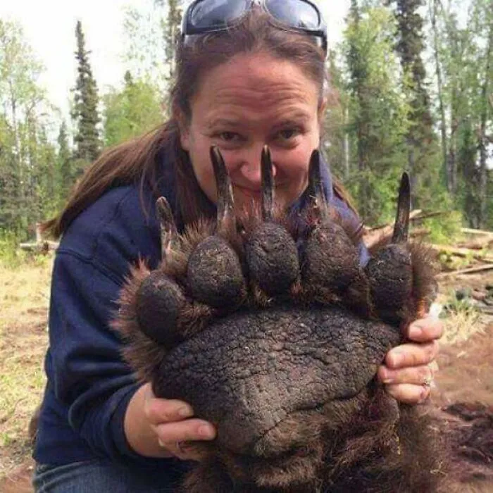 Bear Paw Is Pretty Metal