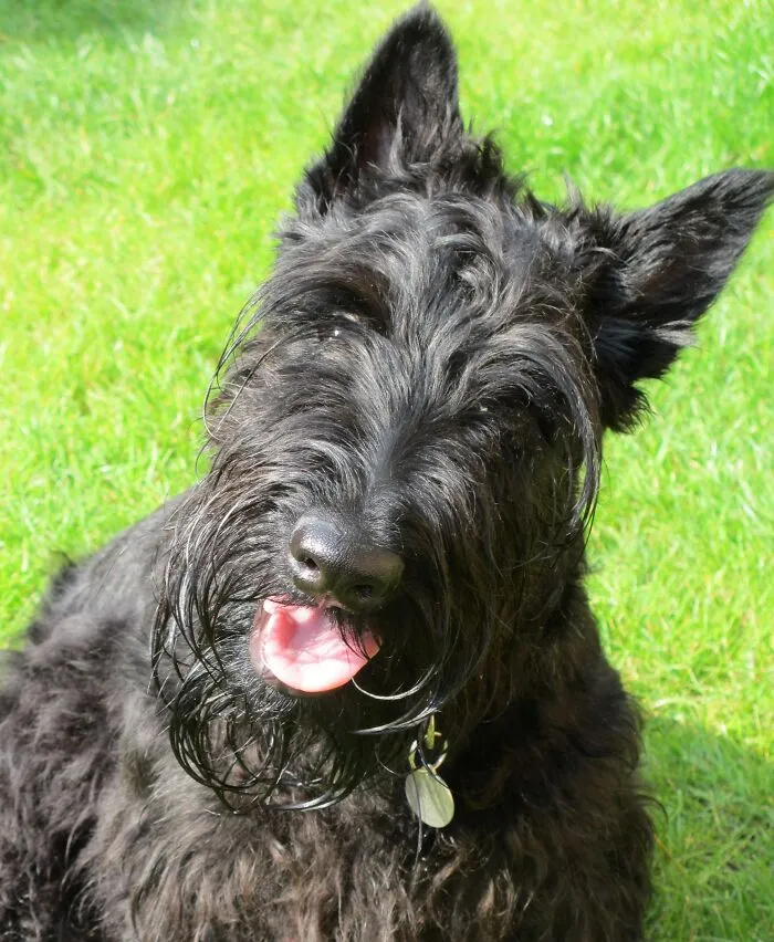 Scottish Terrier