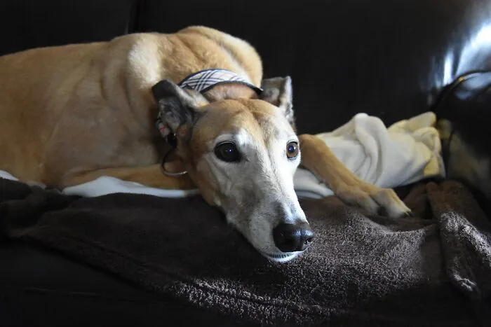 Greyhound lying on the couch 