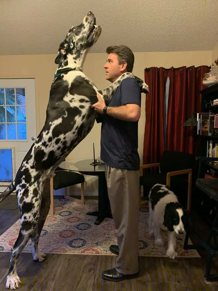 My Dad And My Dog