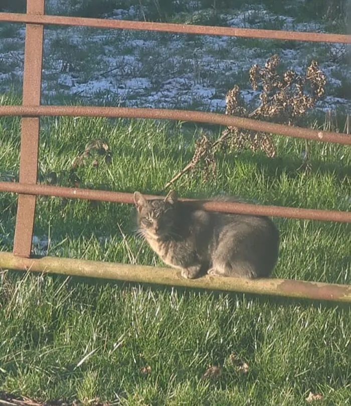 Spotted A Stray Cat On The Grounds Of The Property I'm Renting Out. Should I Charge My Tenants A Pet Fee?