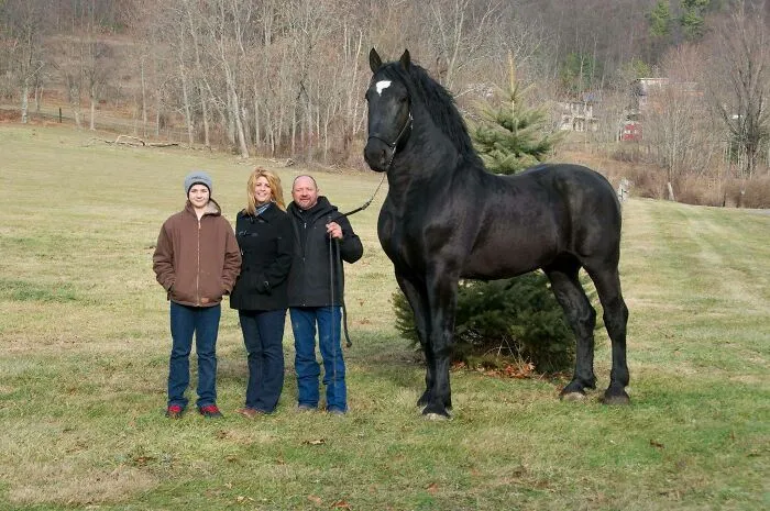 Percheron Stallion