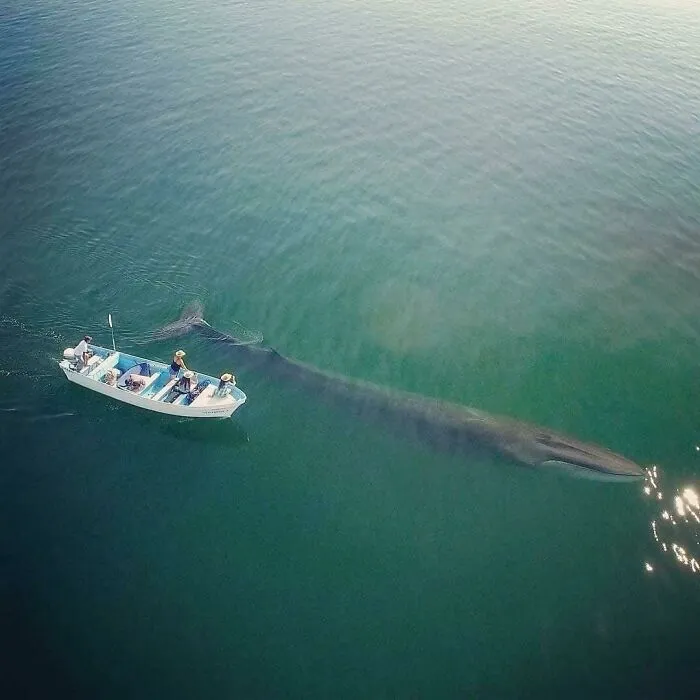 The Second Largest Whale In The World - Fin Whale