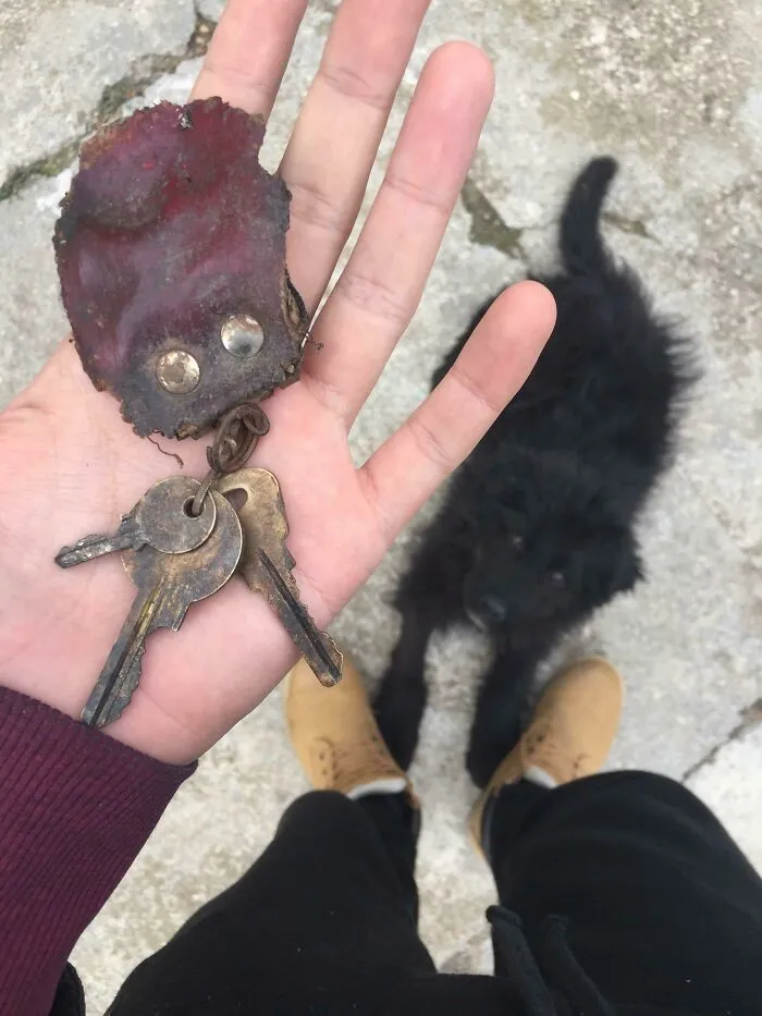Milo sigue dándome regalos. Encontró esto enterrado en mi patio. No tengo ni idea de donde será 