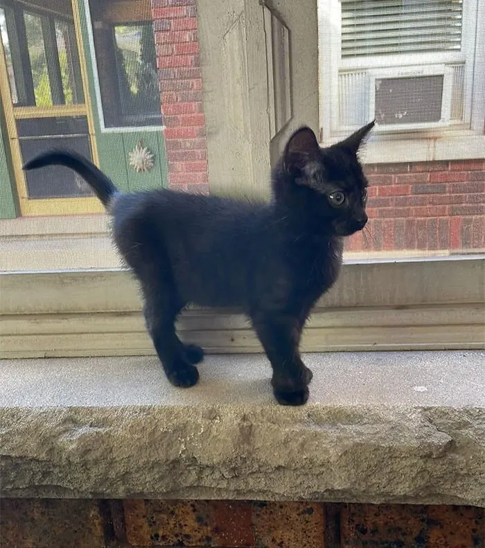 Volví de hacer las compras y me encontré con este pequeño maullando y corriendo por todos lados