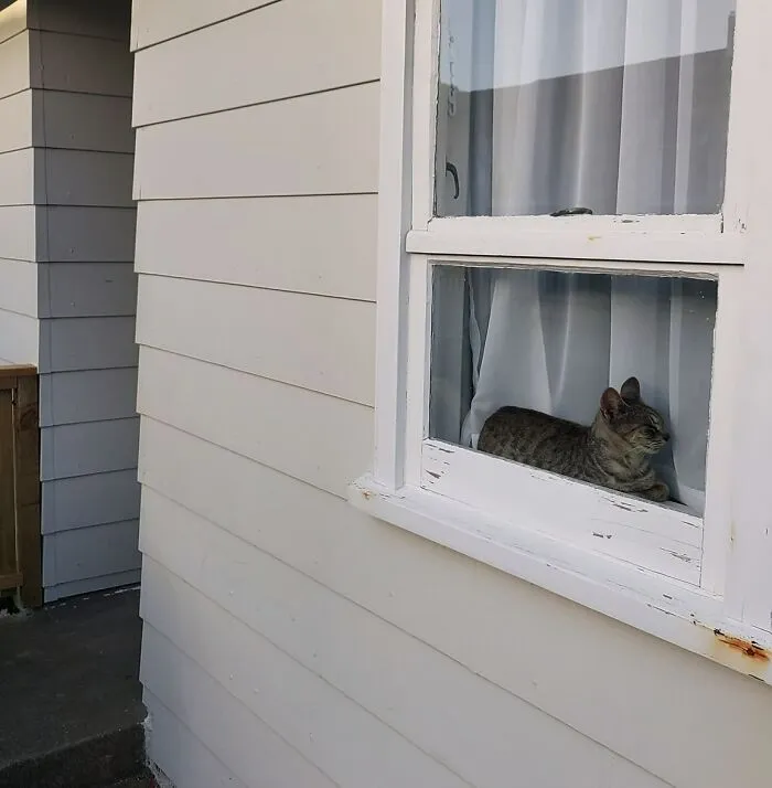 Esta es mi casa. No tengo un gato