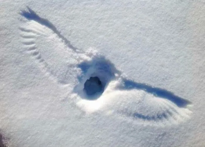 An Owl Finding Something To Eat In The Snow