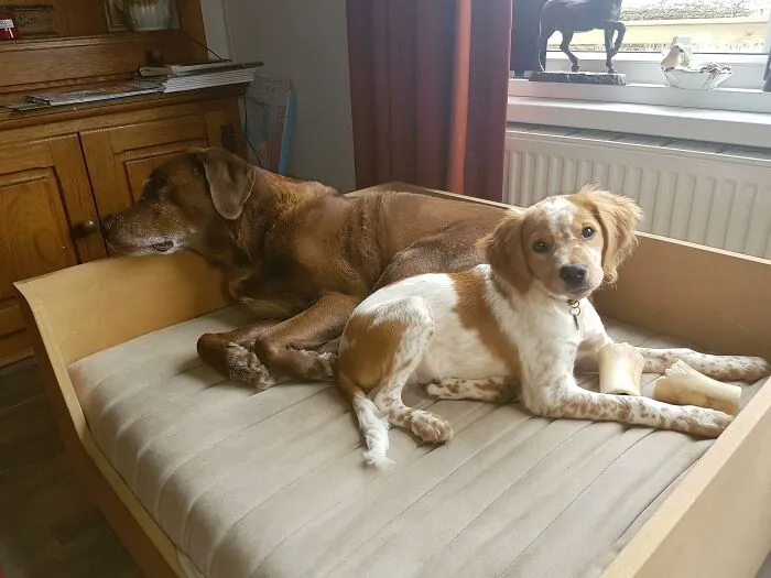 I Will Start First My Dogs James(Right) Twister(Left)
