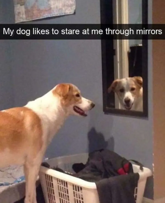 He S T A R E