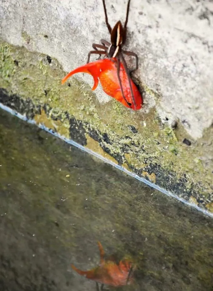 Una araña saca un pez dorado de un estanque