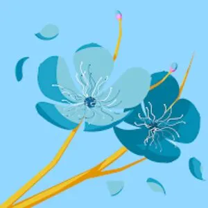 Bora minifera