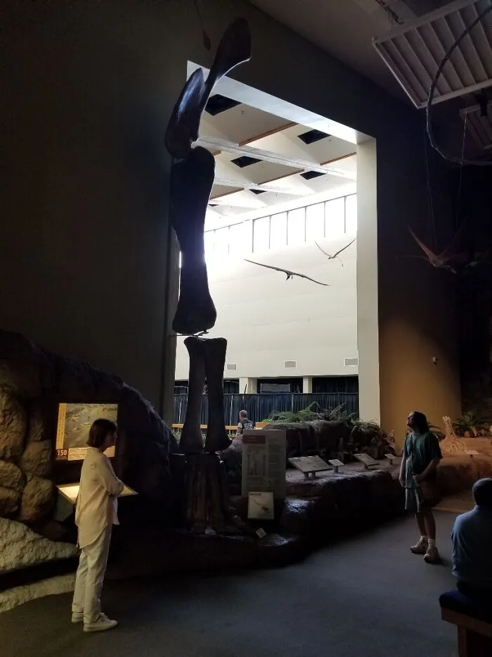 The Leg Bones Of A Brachiosaurus. It's Taller Than An Elephant