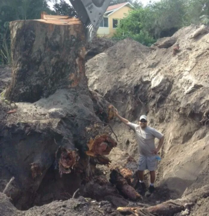 Eucalyptus Stump