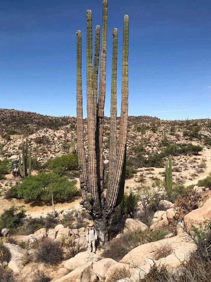 Did You Guys Know How Big Cactus Can Get? That’s Me At The Bottom