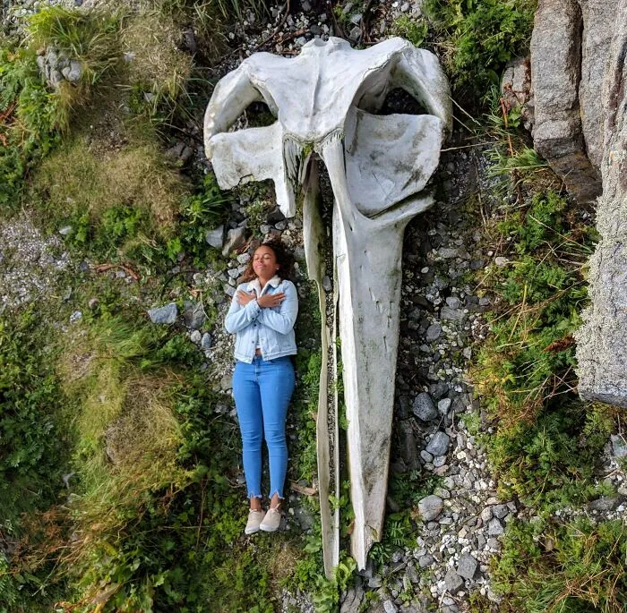 A Whale Skull With A Human For Scale
