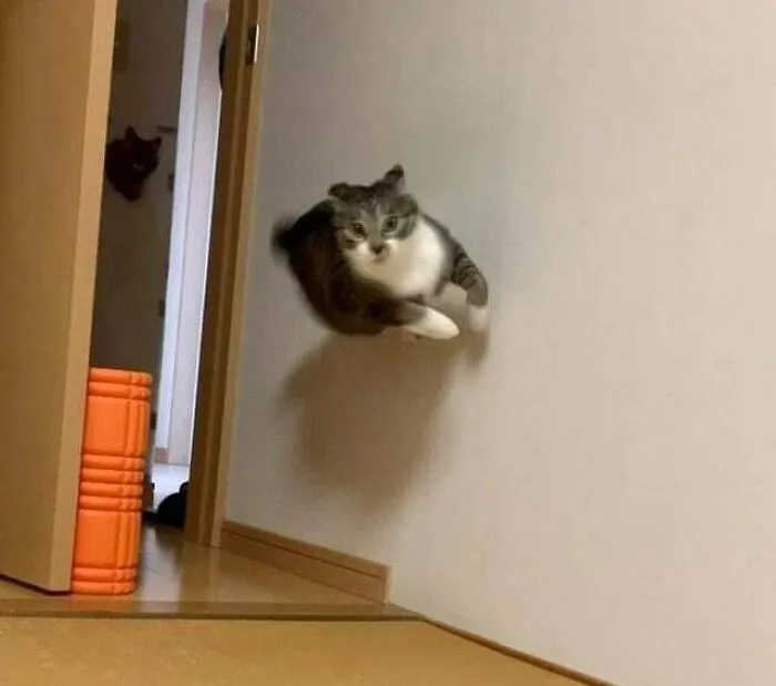 Demon Time Zoomies