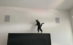 113 Photos That May Convince You Cats Can Defy Gravity