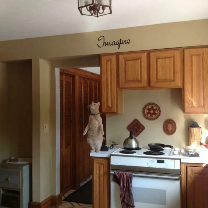 Caught The Cat Hunting Lady Bugs This Morning