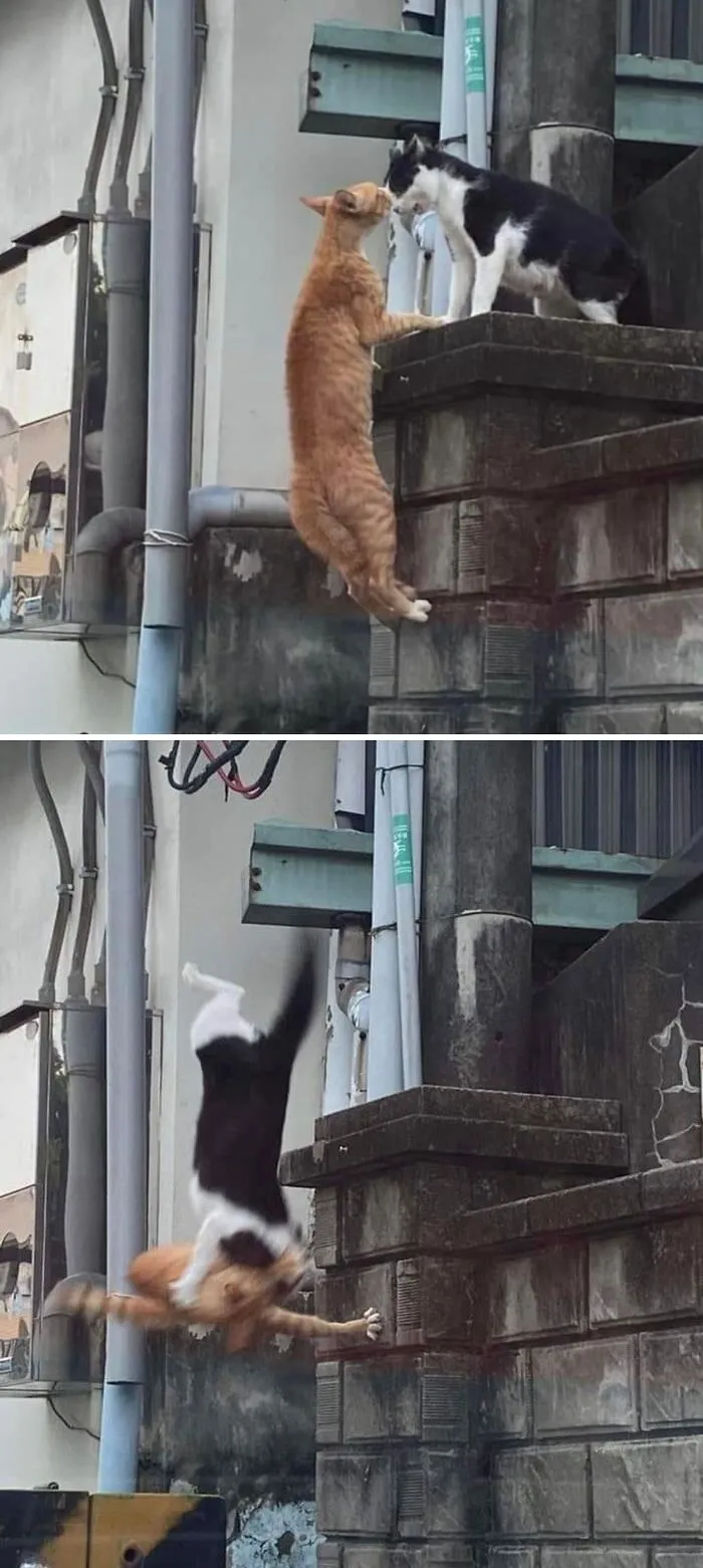 Fatality