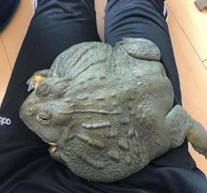 If It Fits I Sits
