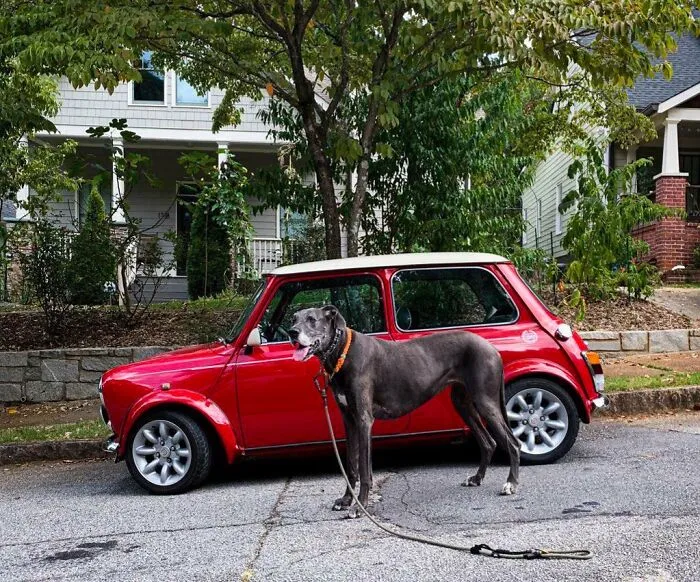 Bella vs. Mini