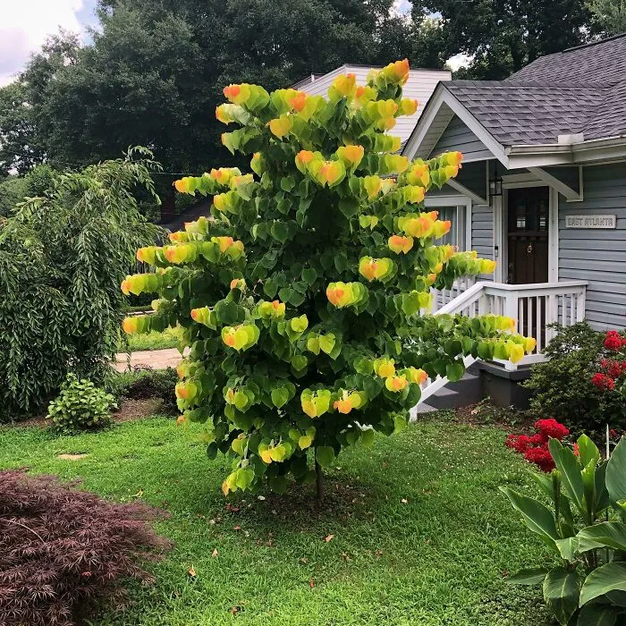  Wow, este árbol