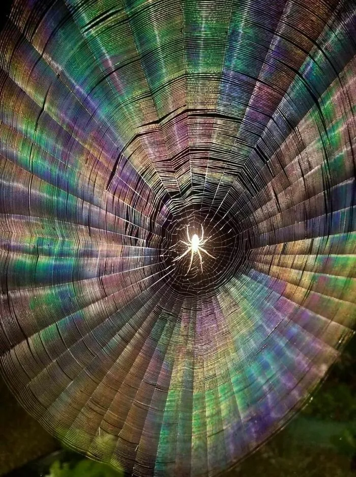 Flash Shines Just Right To Turn The Web Into A Rainbow And To Make A Spider Like A Quest Object