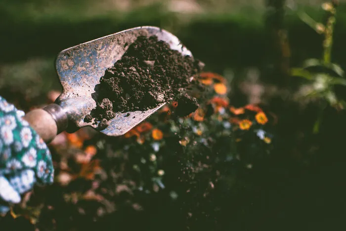 Person holding a shovel with soil 