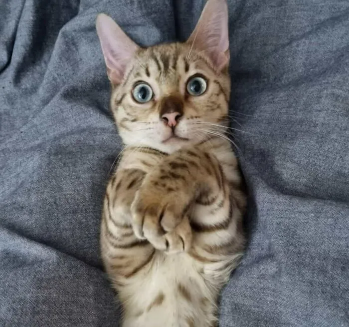 Oliver Is Just Too Cute!