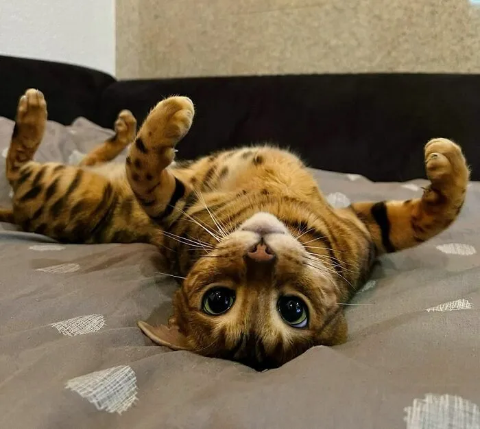 Bengal Eddie