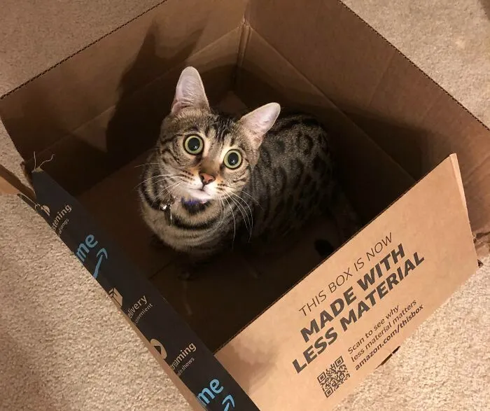 Ameowzon Package