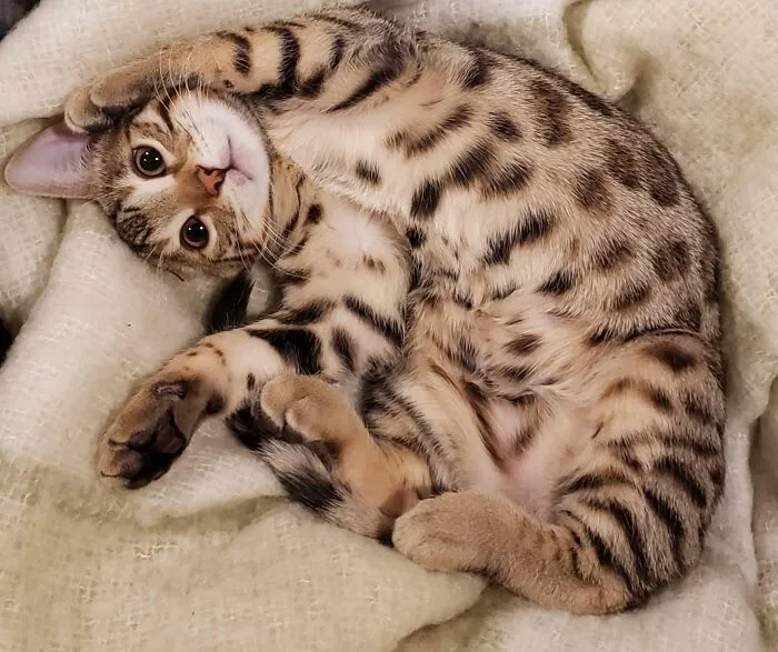 He's Getting So Big
