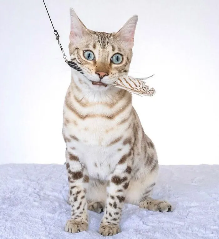 Bengal Named Jabari