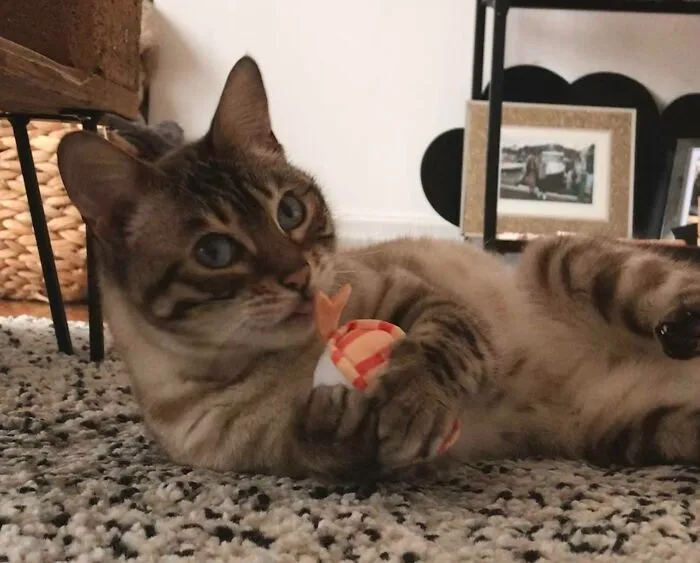 Sushi Bengal