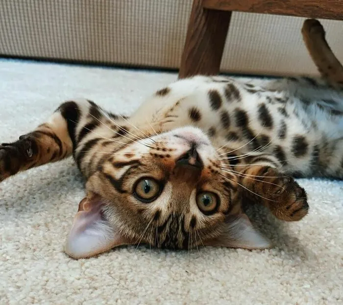 Aldo The Gatto