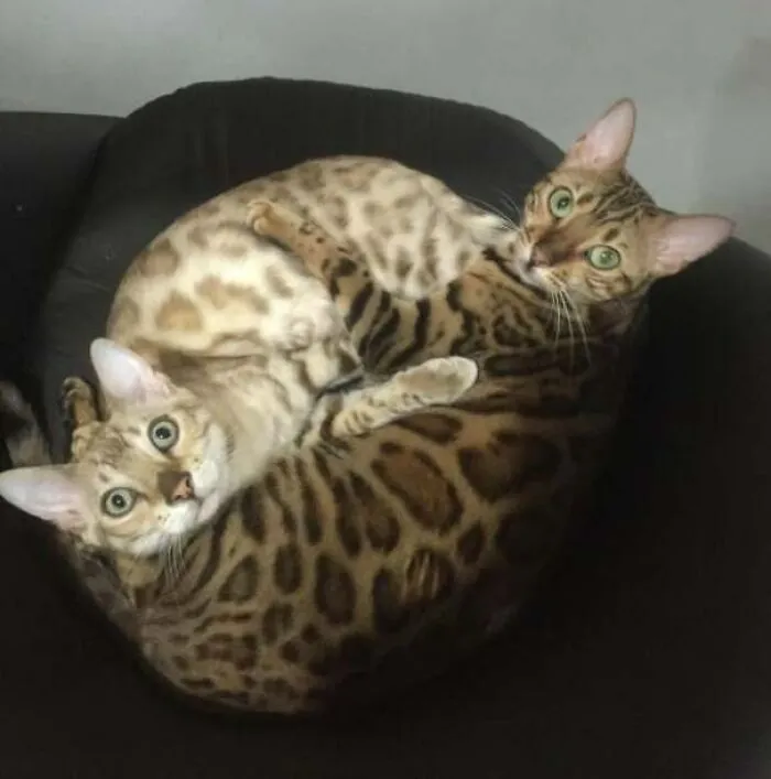 I Caught Them In A Yin Yang Moment