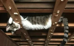 113 Photos That May Convince You Cats Can Defy Gravity
