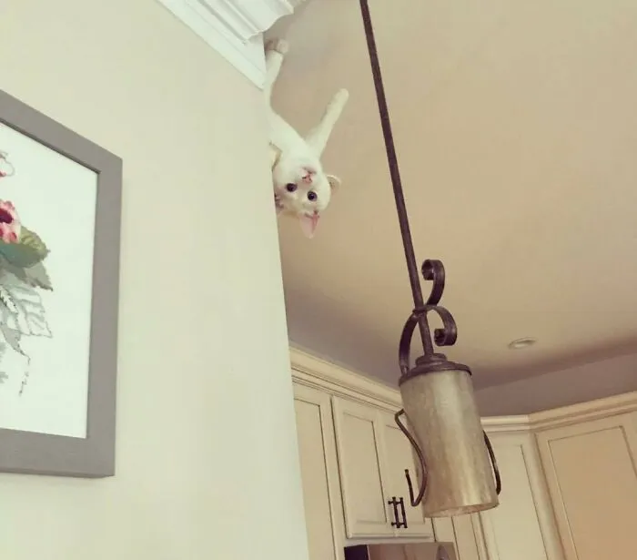 Spider Cat, Spider Cat Does Whatever A Spider Cat Does