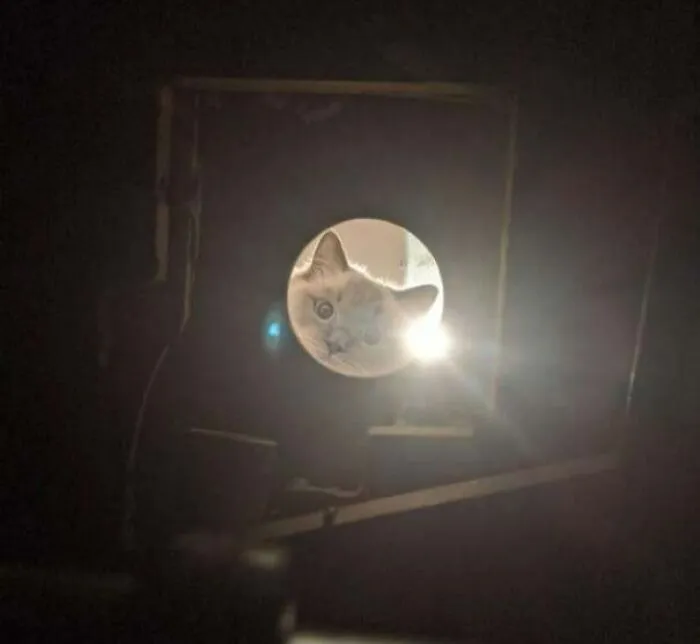 I'm A Plumber Working In A Ceiling Void Under A Leaking Shower And I Have Been Greeted By A Curious Kitty