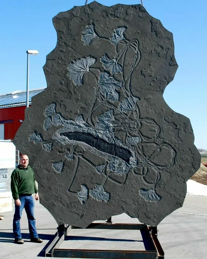 This Giant Crinoid Colony Is 195 Million Years Old From The Lower Jurassic Is 4 X 5 Meter And Is Now On Display At A Museum In Houston!